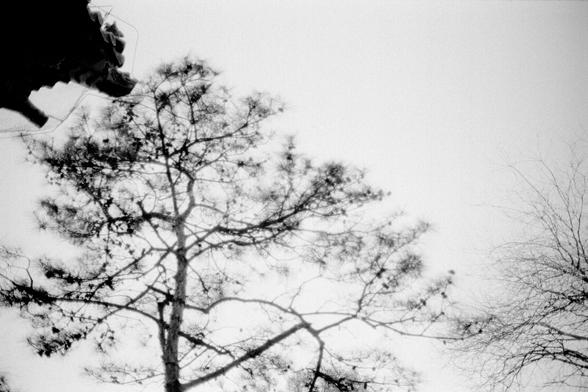 ERA 100 (FF)

English
A black-and-white photograph of tall, leafless trees against a bright, overcast sky. The trees have thick trunks and sprawling branches, with some smaller branches visible. The sky is mostly clear, with a soft gradient from light to slightly darker shades of gray.
中文
一张黑白照片，画面中是高大的光秃秃的树木，背景是明亮的阴天天空。树木树干粗壮，枝干四处延伸，部分细小的树枝清晰可见。天空大部分晴朗，从浅灰色到稍深的灰色呈现柔和的梯度。