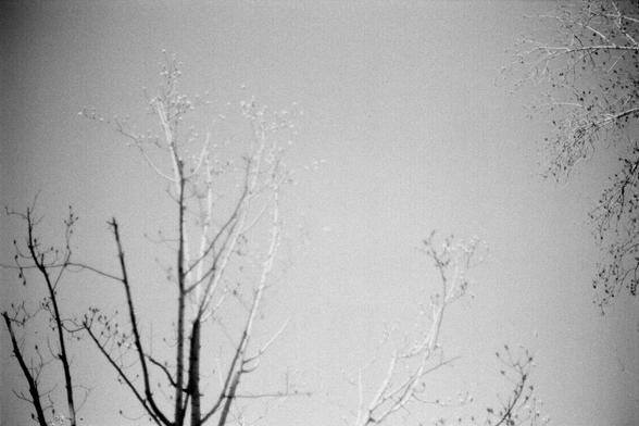 ERA 100 (FF)

English
A black-and-white photograph of leafless trees against a pale, overcast sky. The branches are thin and bare, creating a delicate, intricate pattern with the light. The background is a uniform light gray, emphasizing the stark silhouettes of the trees.
中文
一张黑白照片，画面中是光秃秃的树木，背景是苍白的阴天天空。树枝细长且光秃，因为光影形成精致复杂的图案。背景是均匀的浅灰色，突显出树木的轮廓。