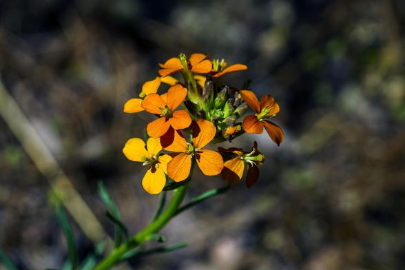 Photo of a flower, a Western Wallflower. A collection of several orange flowers with four petals each, growing from a single stem. Dark green and brown background is out of focus. These are indigenous to Colorado, growing in a montane ecozone, specifically here on Horsetooth Mountain in northern Colorado’s front range.