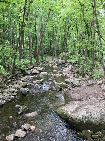 A shallow but clear stream winds through rocks in its path. The surrounding forest is lush and green, with tall trees extending above the view.  