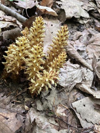 A cluster of yellowish fungus with some spiky protrusions, situated on a bed of dried leaves and soil.