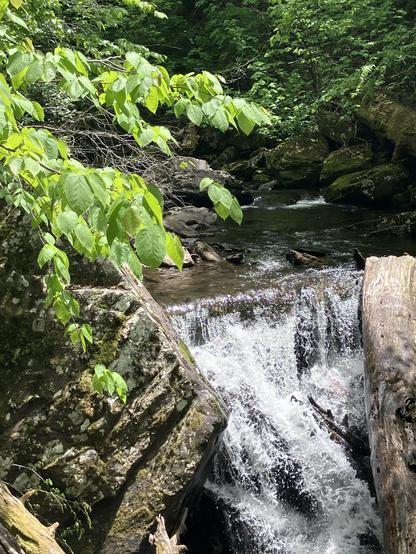 A small waterfall flows over rocks beside a tranquil stream, surrounded by lush green foliage and trees.