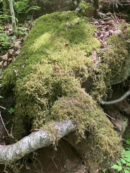 A moss-covered log, overflowing its sides with thick mossy tendrils 