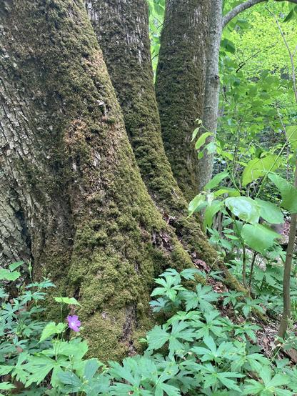 Three moss-covered tree trunks are surrounded by lush green foliage and small plants, with a single purple flower in the foreground.