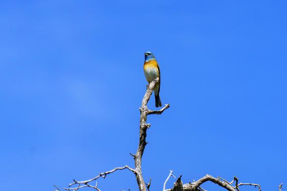 Photo of a bird perched at the tip of a bare tree branch. The bird is called a Lazuli Bunting. Its head is blue, slightly darker than the clear blue sky in the background. Its beak s short, its eyes are black. Below the head and neck, the blue stretches down the back and along the edge of the wing that’s visible. The under side of the tail is black. A band of orange crosses the breast, lightening to a sort of ivory white on the belly. It’s a bright sunny day in northern Colorado, on Horsetooth …