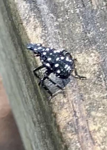 Close-up of a black and white spotted insect on a wooden surface.