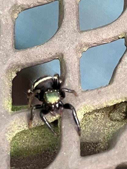 A close-up image of a small black spider with a shiny green area on its back, perched on a mesh metal outdoor table.