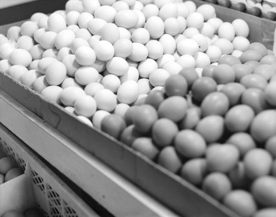 Kentmere PAN 400 (6x7)

English
A close-up black-and-white image of trays filled with eggs. The eggs are neatly arranged in rows, with some trays containing white eggs and others containing brown eggs. The focus is on the texture and arrangement of the eggs.
中文
一张黑白特写照片，展示了装满鸡蛋的托盘。鸡蛋整齐地排列成行，有些托盘里是白色鸡蛋，其他托盘里是棕色鸡蛋。焦点集中在鸡蛋的质地和排列方式上。
