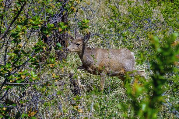 Photo of either a young mule deer or white tailed deer making its way slowly up a hillside in bright sunlight. I only noticed it right in front of me when it started to walk up the hill. Its tan-brown coat blends well into the brushy background. May 2026.