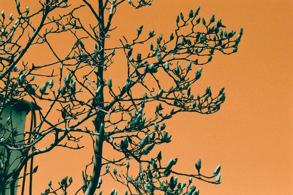 Harman Switch Azure (FF)

English
A close-up of tree branches with small green buds against a bright orange sky. The branches are bare, with buds beginning to bloom, indicating early spring.
中文
树枝的特写，枝头上长着小小的绿色花苞，背景是明亮的橙色天空。树枝光秃，花苞开始绽放，表明早春时节。