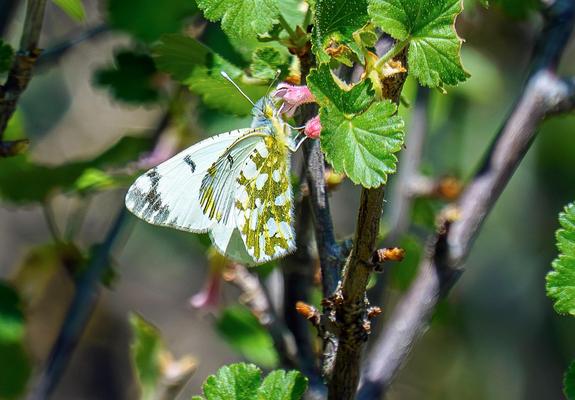 Closeup photo of a Large Marble butterfly, possibly Euchloe ausonides, perched on a flower having some lunch. The butterfly is mainly white, with an abstract pattern of green and black blotches on the underside of one wing, and black stippling on the topside of the other wing, giving it a “marbeled” appearance, and hence its name. Its proboscis is poking into a small pink flower. There are green leaves and grey twigs immediately surrounding it, with blurred leaves in the background. It is about…