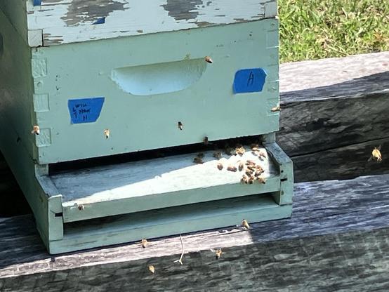A man-made bee hive sits on a wooden surface. Bees are visibly entering and exiting the hive, with some scattered on the ground nearby.