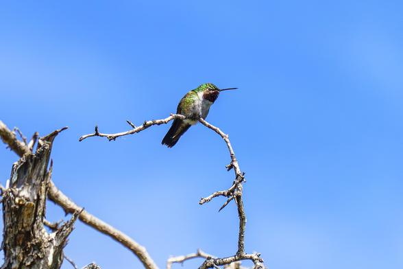 Photo of a broadtailed hummingbird perched on a high bare tree branch, with bright blue sky behind. The top of its head and its back are green, its breast is ivory, with a dark patch under is beak, which suggests to me that it is a female, as the ID books all say a male would have a bright red or orange patch. May 2026.
