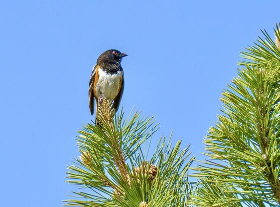 Photo of a bird, a Spotted Twohee, perched at the top of a pine branch, in bright sunlight. A black head, ivory breast, a red/orange strip down the side. May 2026.
