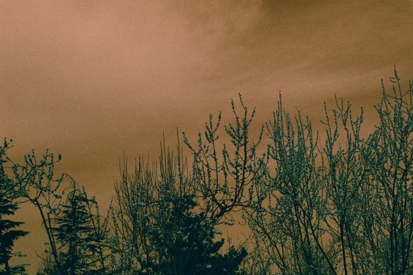 Harman Switch Azure (FF)

English
A dense cluster of leafless trees and shrubs fills the foreground, their dark branches reaching upward against a muted orange-brown sky. The scene is natural and slightly wild, with no visible structures.
中文
前景中密集地分布着光秃的树木和灌木丛，它们的深色枝条向上延伸，映衬在柔和的橙棕色天空下。场景自然且略显野性，没有可见的建筑物。