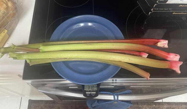 My rhubarb harvest. Five stalks about two feet long on a plate, on the scale, which shows 1 pound 10.3 ounces. I zeroed the plate on the scale before adding the rhubarb.