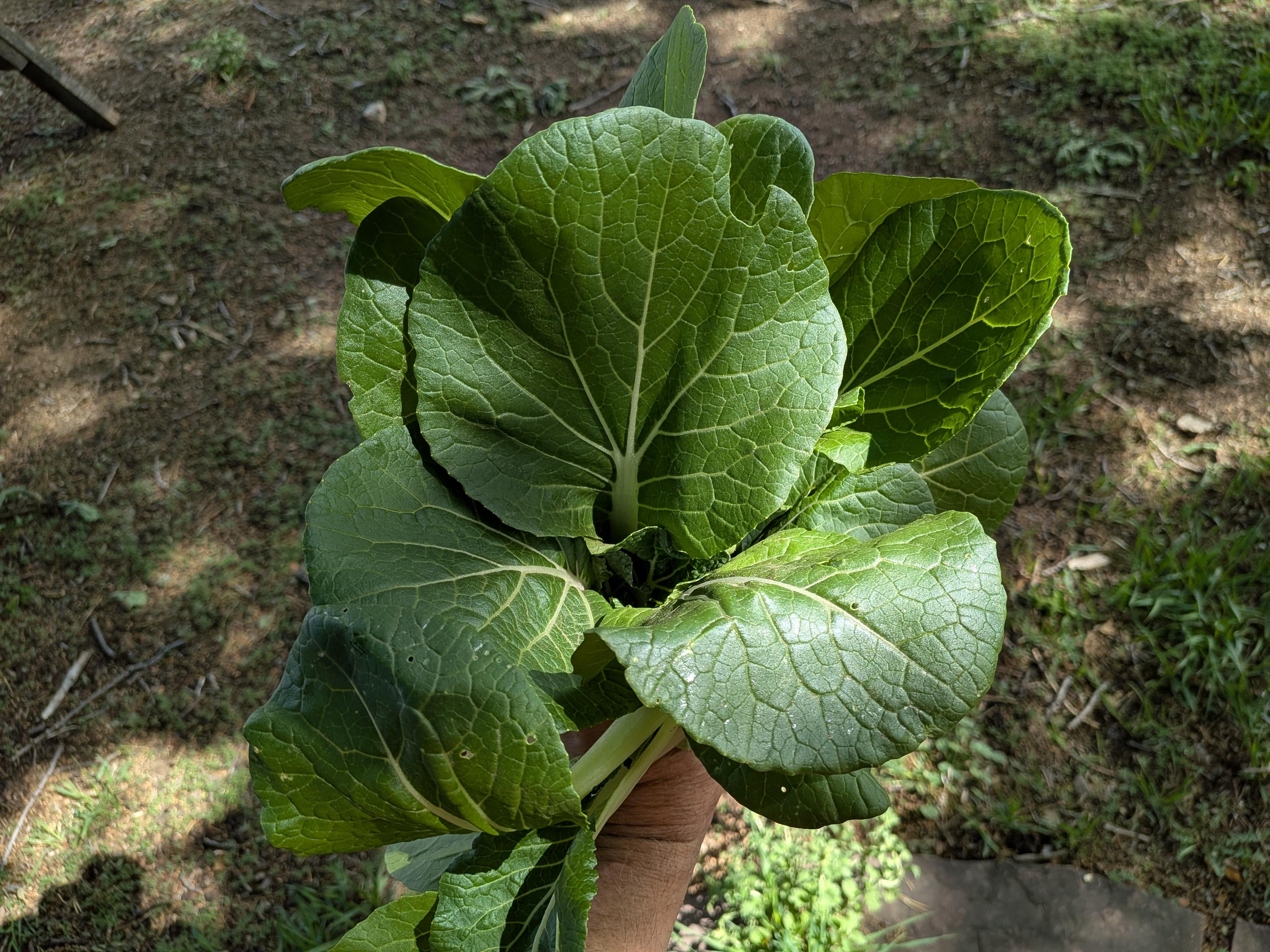 A handful of bok choy: large green leaves and white stems. Literally a handful since I'm holding them for the picture