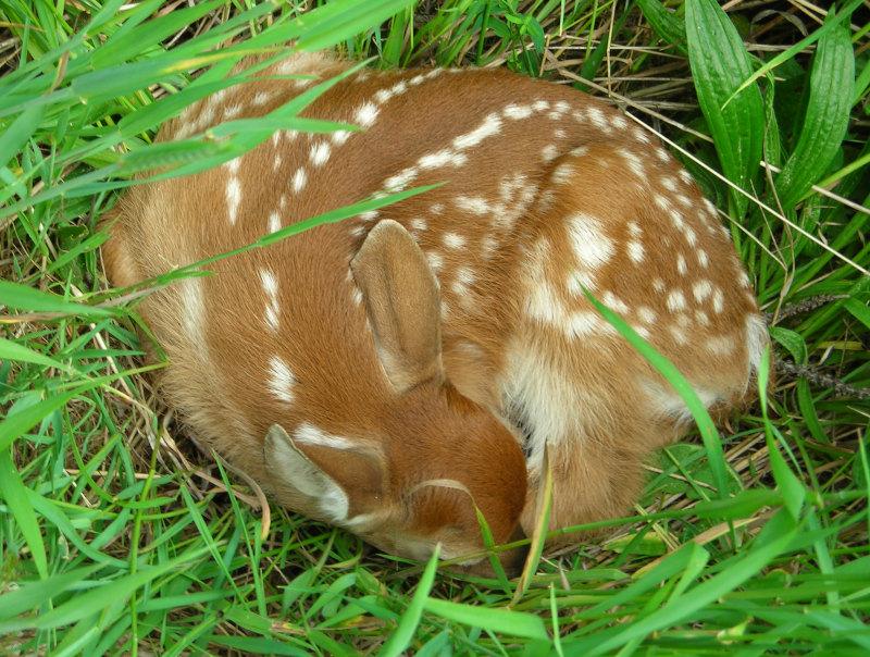 A very young baby deer laying curled up in tall grass.