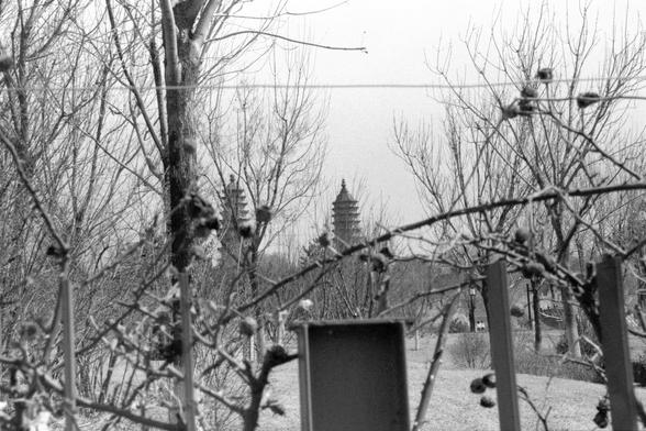 Lucky LUCKY SHD 400 (FF)

##English
Black-and-white photograph of two traditional Chinese pagoda in the distance, viewed through a grove of leafless trees. The trees frame the pagoda, which has a multi-tiered roof. The ground appears to be a park or garden setting with trimmed grass and additional trees.
##中文
黑白照片，远处是两座传统中式多层塔，透过一片无叶的树林拍摄。树木将塔身框起来，塔顶为多层屋檐。地面看起来像是公园或花园环境，有修剪整齐的草坪和更多的树木。