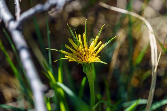 Closeup photo of a yellow salsify just beginning to open up. May 2026