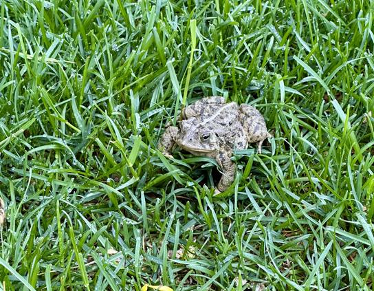 Photo of a toad sitting in some grass in my yard, looking askance at me and my phone. No idea why it’s here. We’re a long way from any water. May 2026.