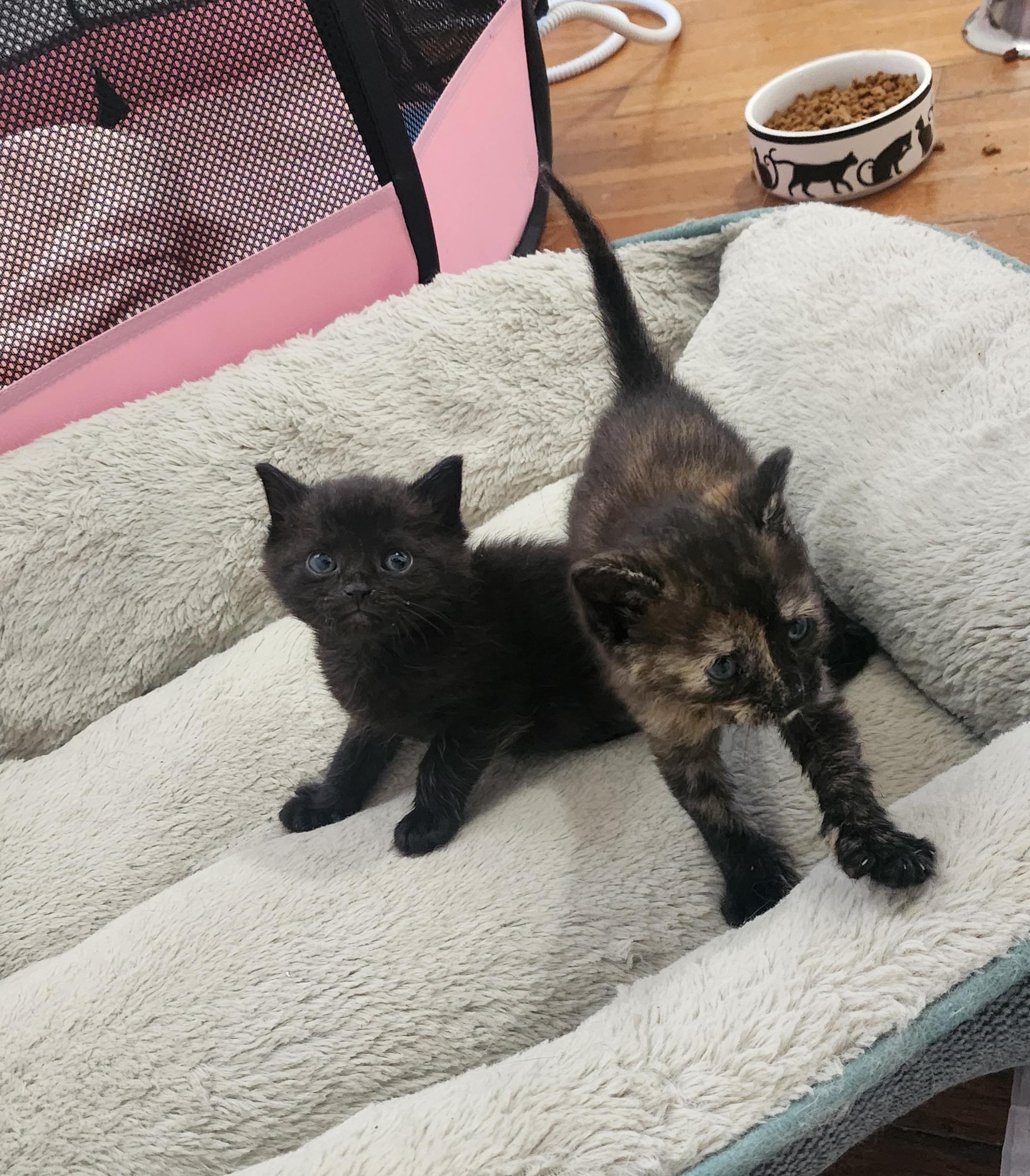 a black kitten and a tortie kitten sitting on a large cat bed looking pensively at/past the camera