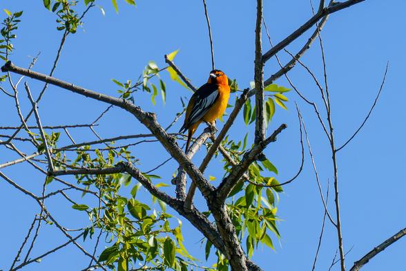 Photo of a bird, a Bullocks Oriole, perched near the top of a sparsely leafed tree. Bright orange on the breast and belly, lower back, and tail. Black wings with white stripes. Bright blue sky in background. Oriented to camera right, it’s looking back over its right shoulder. May 2026.
