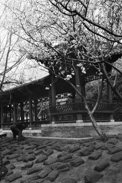 Kentmere PAN 400 (FF)

English
A black-and-white photograph of a traditional East Asian pavilion with intricate wooden architecture, surrounded by leafless trees. A blooming tree with light-colored flowers stands in the foreground, partially obscuring the view. The ground is covered with patterned stone tiles. A person is crouched near the base of the blooming tree, facing away from the camera.
中文
一张黑白照片，拍摄的是一座传统东亚风格的木结构凉亭，周围环绕着光秃的树木。前景中有一棵开花的树，浅色的花朵部分遮挡了视线。地面铺着带有图案的石板。有一个人蹲在开花树的树干附近，背对着镜头。