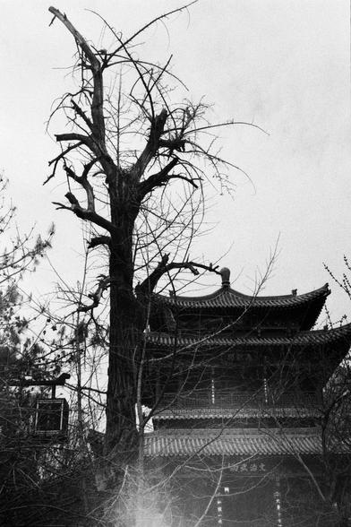 Kentmere PAN 400 (FF)

English
A black-and-white photograph of a tall, leafless tree with twisted branches in the foreground. Behind the tree, there is a traditional multi-tiered building with a tiled roof and ornate eaves. The sky is clear and bright, creating a stark contrast with the dark silhouette of the tree and building.
中文
一张黑白照片，前景是一棵高大、光秃且枝干扭曲的树。树后是一座传统的多层建筑，屋顶铺着瓦片，屋檐装饰华丽。天空明亮清晰，与树木和建筑的黑色剪影形成鲜明对比。