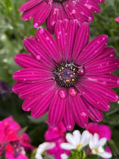 Closeup photo of a flower in a box on my deck. Margarita Purple Osteospermum. 22 Purple petals radiating from a dark center with 12 tiny little yellow stars in a rough circle. Numerous droplets of water all over, after I’ve watered the boxes. May 2026.