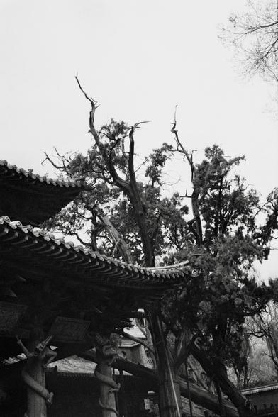 Kentmere PAN 400 (FF)

##English
Black-and-white photograph of a traditional Chinese building with a tiled roof. A large, leafless tree with twisted branches dominates the foreground, partially obscuring the roof. The roof features layered, curved tiles typical of classical Chinese architecture. The image captures the contrast between the organic shapes of the tree and the structured lines of the building.
##中文
黑白照片，拍摄的是一座传统中国建筑的瓦屋顶。前景是一棵枝干扭曲的大树，树叶已落，部分遮挡了屋顶。屋顶采用典型的中国古典建筑层叠弯曲的瓦片。照片展现了树木有机形态与建筑结…