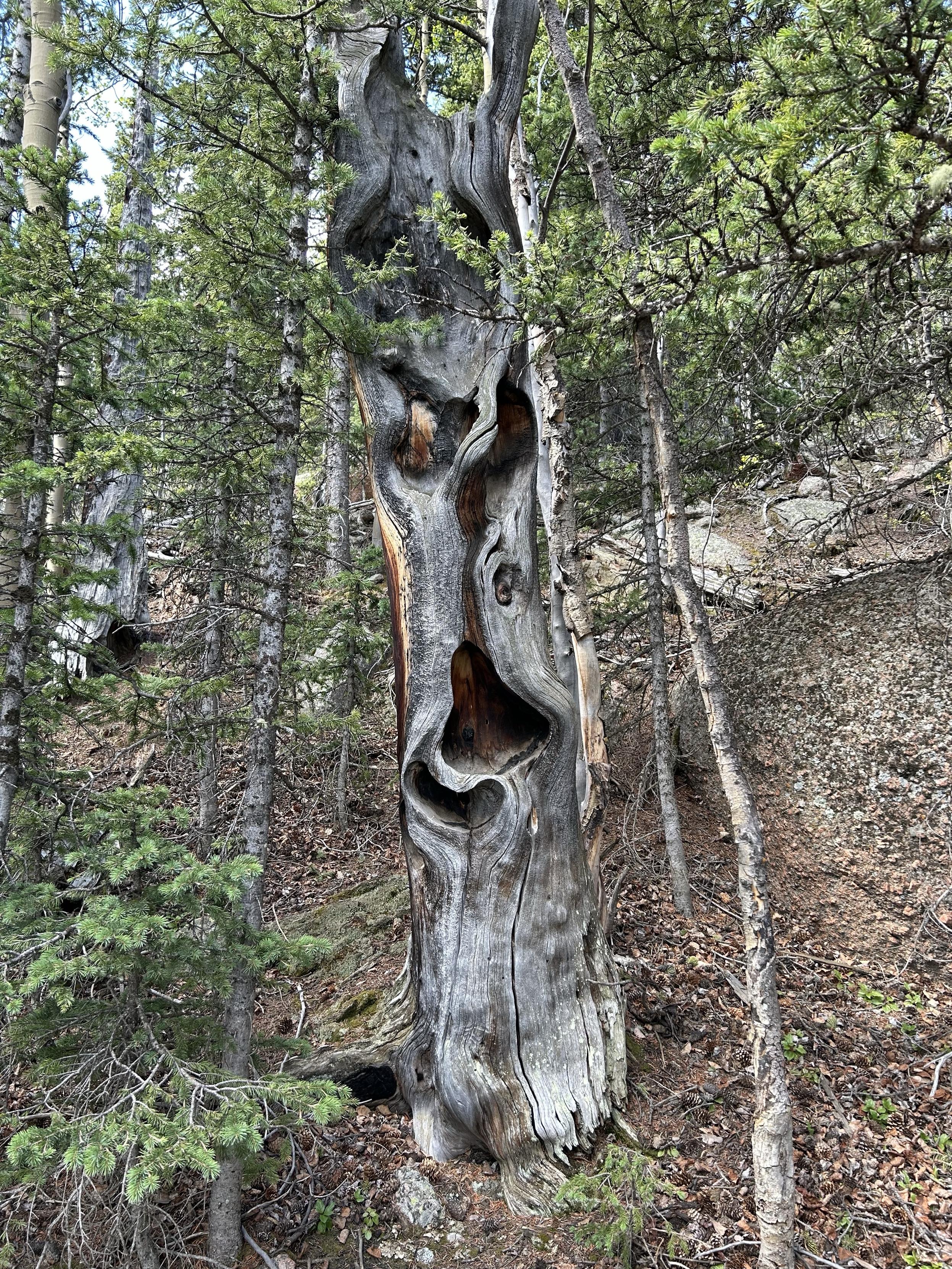 Old tree stump, ravaged by fire, rotted of bark, with lots of holes and weird cavities.