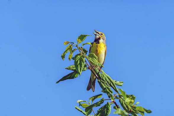 Photo of a bird perched at the top of a tree. This is a Dickcissel, (Spiza americana), a small seed-eating migratory bird in the family Cardinalidae. It breeds on the prairie grasslands of the Midwestern United States and winters in Central America, northern Colombia, and northern Venezuela. It has a yellow breast and belly, and a distinctive black blotch on its throat. The sky is bright blue behind it. June 2026.