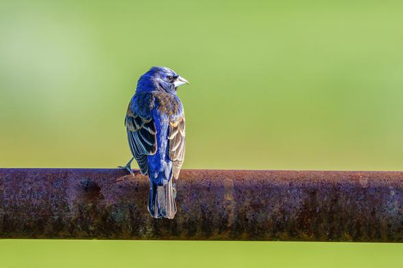 Photo of a bird perched on a rusted pipe. It is a Blue Grosbeak, seen from behind its back.  (Passerina caerulea) is a medium-sized North American passerine bird in the cardinal family Cardinalidae. It is mainly migratory, wintering in Central America and breeding in northern Mexico and the southern United States. Its body and head are bright blue, the wings and tail are dark brown and tan. Its body has a short beak with a bit of a hook at its tip. The background is out of focus green grass. Ju…
