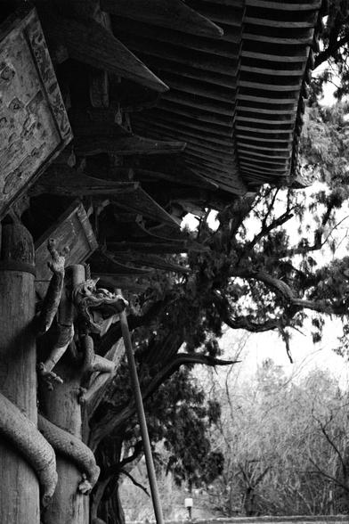 Kentmere PAN 400 (FF)

English
A black-and-white photograph of a traditional Chinese pavilion with intricate wooden carvings. A detailed dragon sculpture wraps around a wooden pillar, with its head and claws prominently displayed. The roof has layered, curved eaves, and bare trees are visible in the background.
中文
一张黑白照片，展示了一个传统中国亭台，其木雕工艺精细。一条详细的龙雕塑环绕在木柱上，龙头和爪子清晰可见。屋顶有分层的翘起屋檐，背景中可见光秃的树木。
