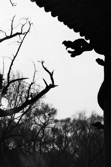 Kentmere PAN 400 (FF)

English
A black-and-white photograph showing the silhouette of a traditional Chinese roof with curved eaves, partially obscured by bare tree branches. The sky is bright in the background, creating a stark contrast with the dark structure and branches.
中文
一张黑白照片，展示了一个传统中国屋顶，其翘起的屋檐部分被光秃的树枝遮挡。背景是明亮的天空，与黑暗的建筑和树枝形成鲜明对比。