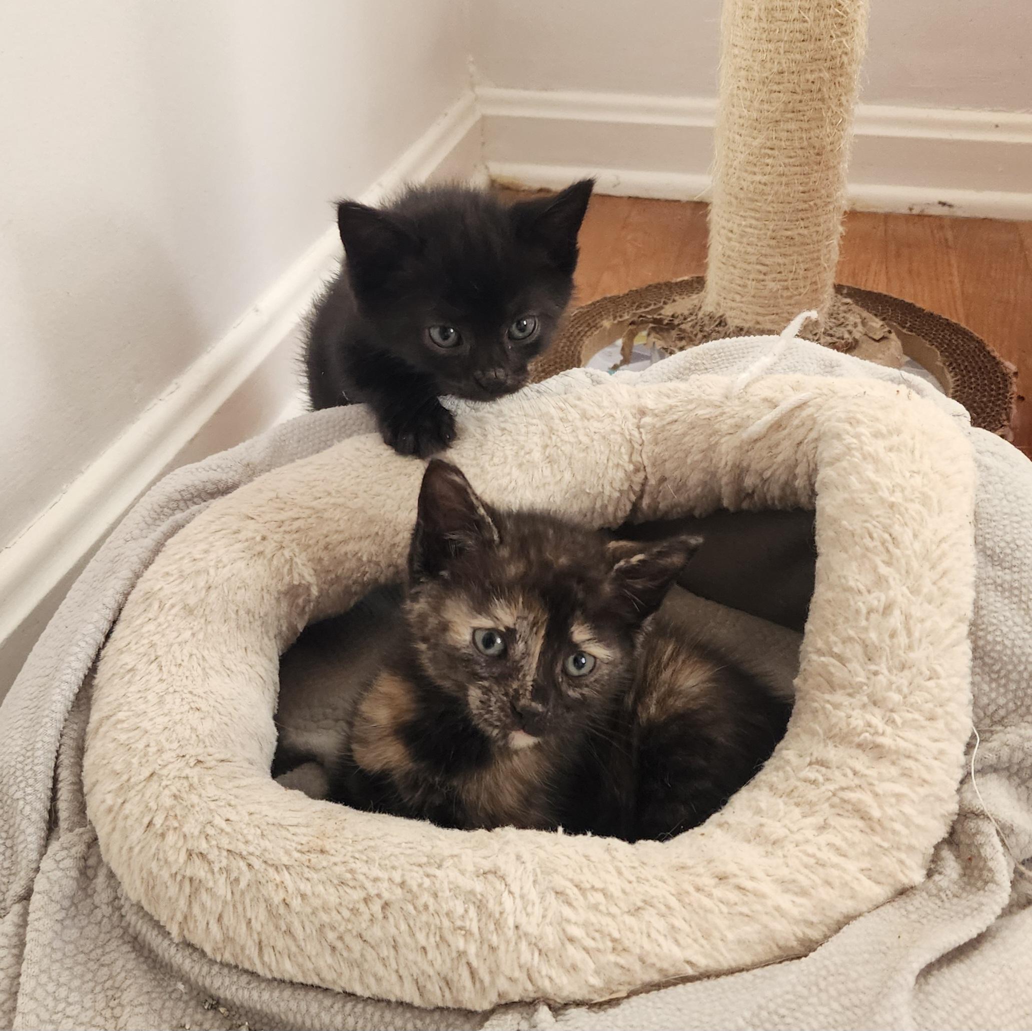 tortie kitten sitting in a "bowl" cat bed looking at viewer. behind her is a black kitten climbing over the bed and looking intently off-camera