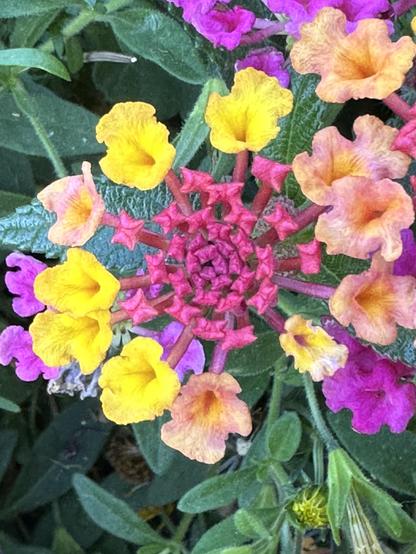 Closeup photo of a flower, called Lantana camara, in a flower box on my deck. It’s only about an inch across irl. In the center there are 15-20 tiny pink 4-pointed flowerlets, surrounded by 12 slightly bigger opened flowerlets, some are yellow and some are a kind of pale pinkish color. June 2026