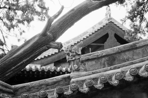 Kentmere PAN 400 (FF)

English
Black-and-white photograph of a traditional Chinese building roof. The roof features intricate, ornamental carvings, including a small statue of a mythical creature perched on the eaves. The roof tiles are layered in a classic curved style, with decorative elements along the edges. A large, gnarled tree branch extends across the top of the image, framing the scene.
中文
黑白照片，拍摄的是一座中国传统建筑的屋顶。屋顶装饰有精美的雕刻，屋檐上有一尊小型神话生物的雕像。屋顶的瓦片呈经典的弯曲层叠式样，边缘有装饰性元素。一根粗大的枯树枝横跨在画面上方，为场景增添了框架…