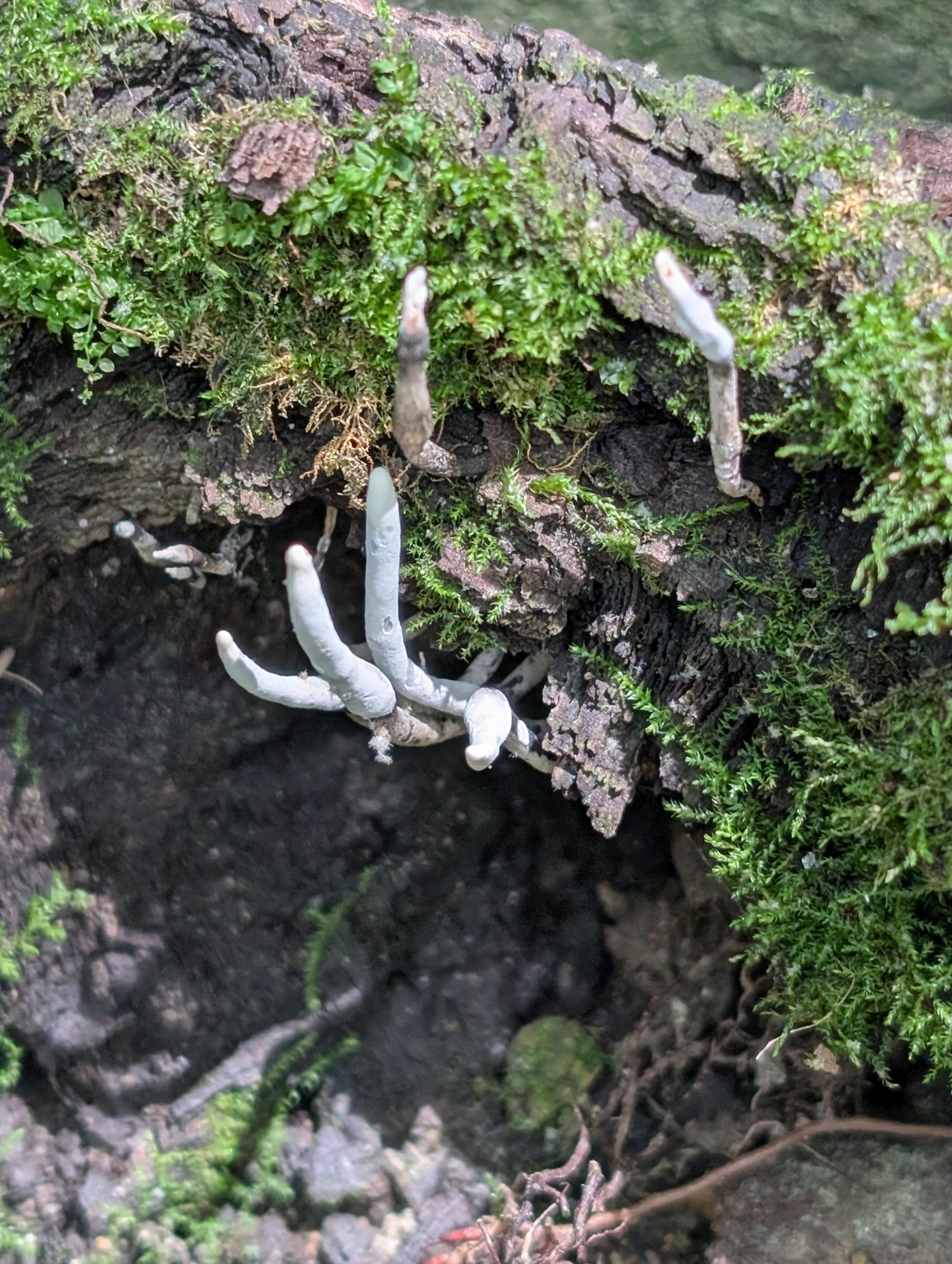 Dead man's fingers and possibly tree apron moss growing from the base of a dead sycamore.