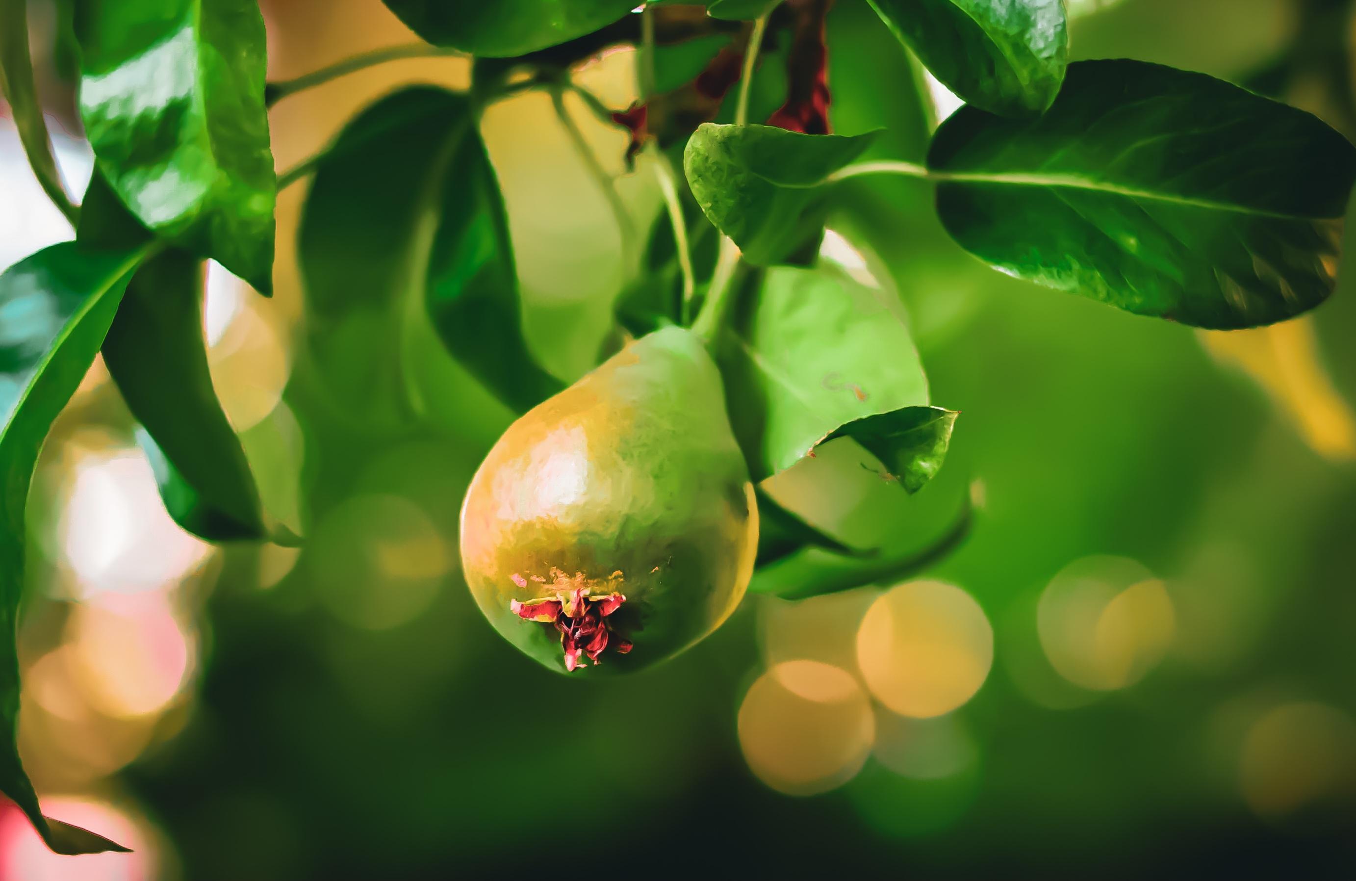 Young green pear hanging on a tree branch, surrounded by green leaves and soft sunlight.