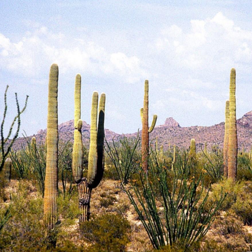 Picture of an American desert, with cacti in the foreground and red hills in the background.