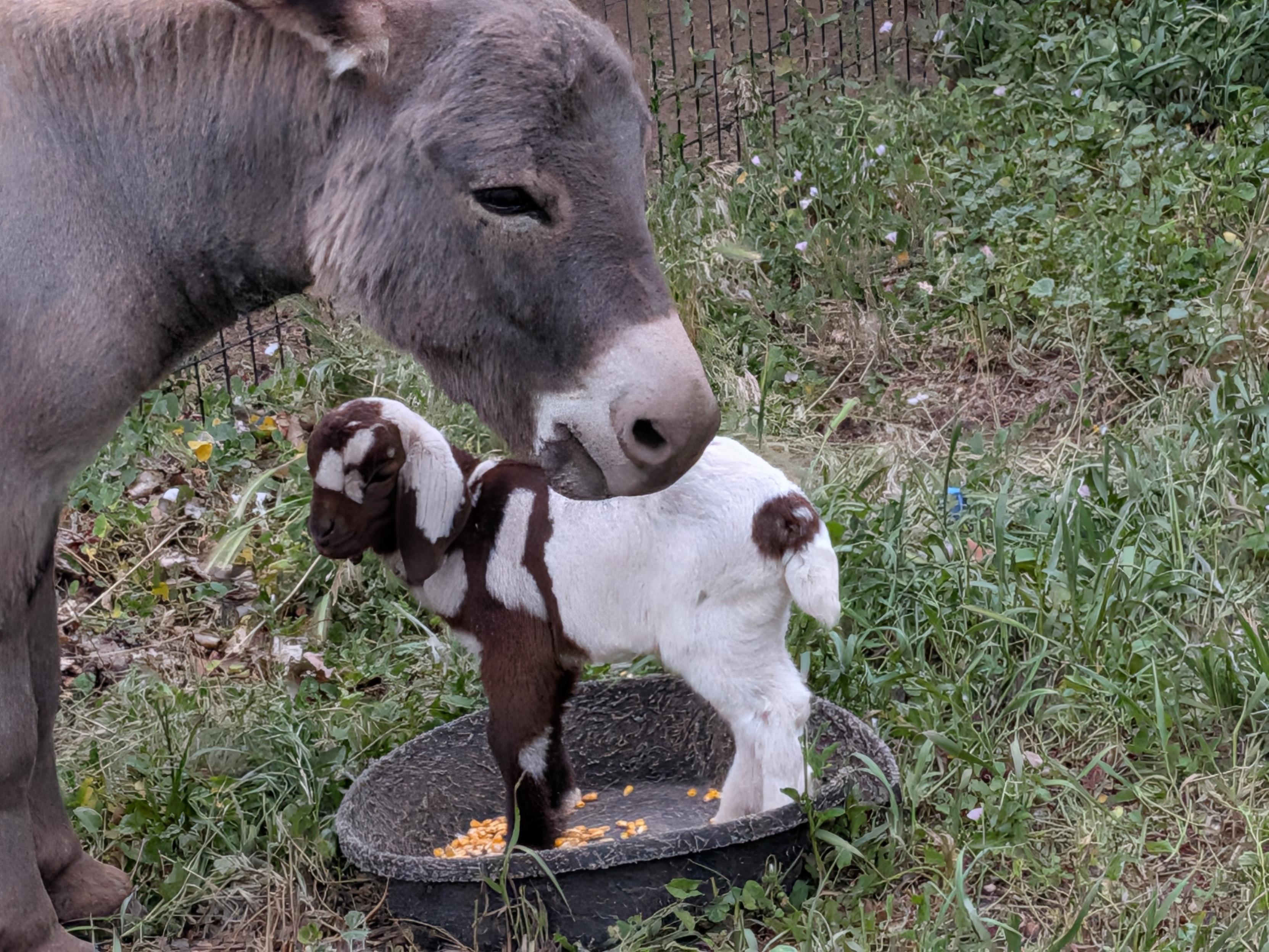 A brown and white baby goat stands in a feed pan with corn in it while a gray donkey watches over the baby...