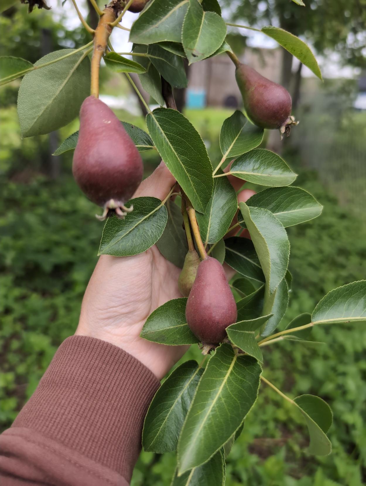 I'm holding a branch with three small dark red pears and many lush green leaves.