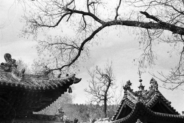 Ilford Pan 400 (FF)

English
Black-and-white photograph of traditional Chinese temple roofs. The roofs feature upturned eaves with detailed, ornamental carvings, including mythical creatures. A large, leafless tree with twisting branches dominates the upper part of the image. The background includes a faint view of trees and a hilly landscape, adding depth to the scene.
中文
黑白照片，展示了传统中国寺庙的屋顶。屋顶有向上翘起的屋檐，装饰着精美的雕刻，包括神兽图案。一棵光秃秃的大树，扭曲的树枝占据了画面的上部。背景中可以看到树木和丘陵地貌的淡淡轮廓，为场景增添了深度。