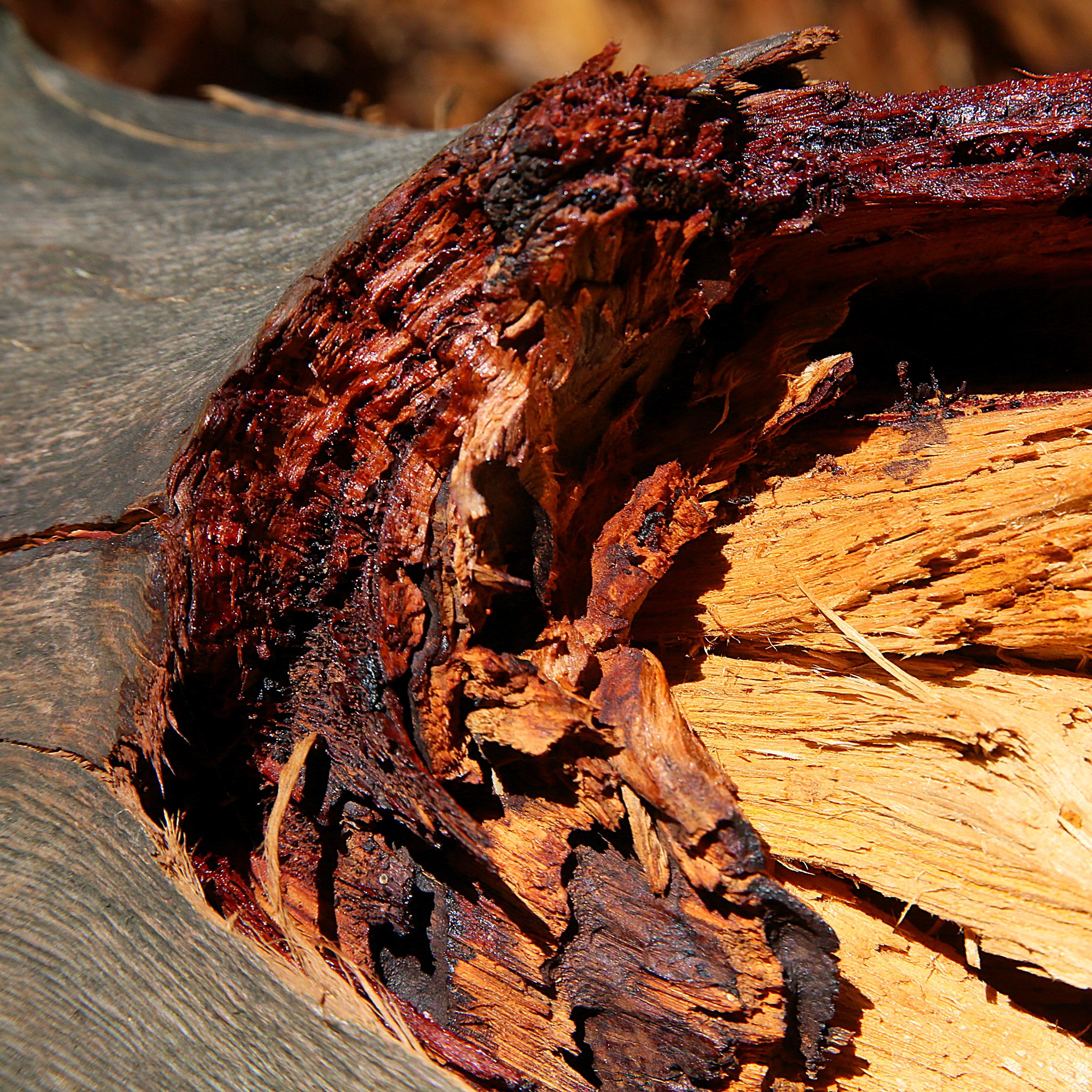 A split tree limb showing reddish wood and dark red gum.
