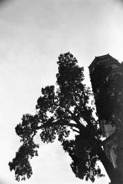 Ilford Pan 400 (FF)

English
A black-and-white photograph focusing on the silhouette of a large tree with sprawling branches against a bright sky. Part of a traditional Chinese building with a tiled roof and arched windows is visible on the right side of the image. The contrast between the dark tree and the bright background is stark.
中文
一张黑白照片，聚焦于一棵枝叶茂密的大树的剪影，背景是明亮的天空。照片右侧可见一部分传统中国建筑，有瓦片屋顶和拱形窗户。暗色的树木与明亮的背景形成强烈对比。
