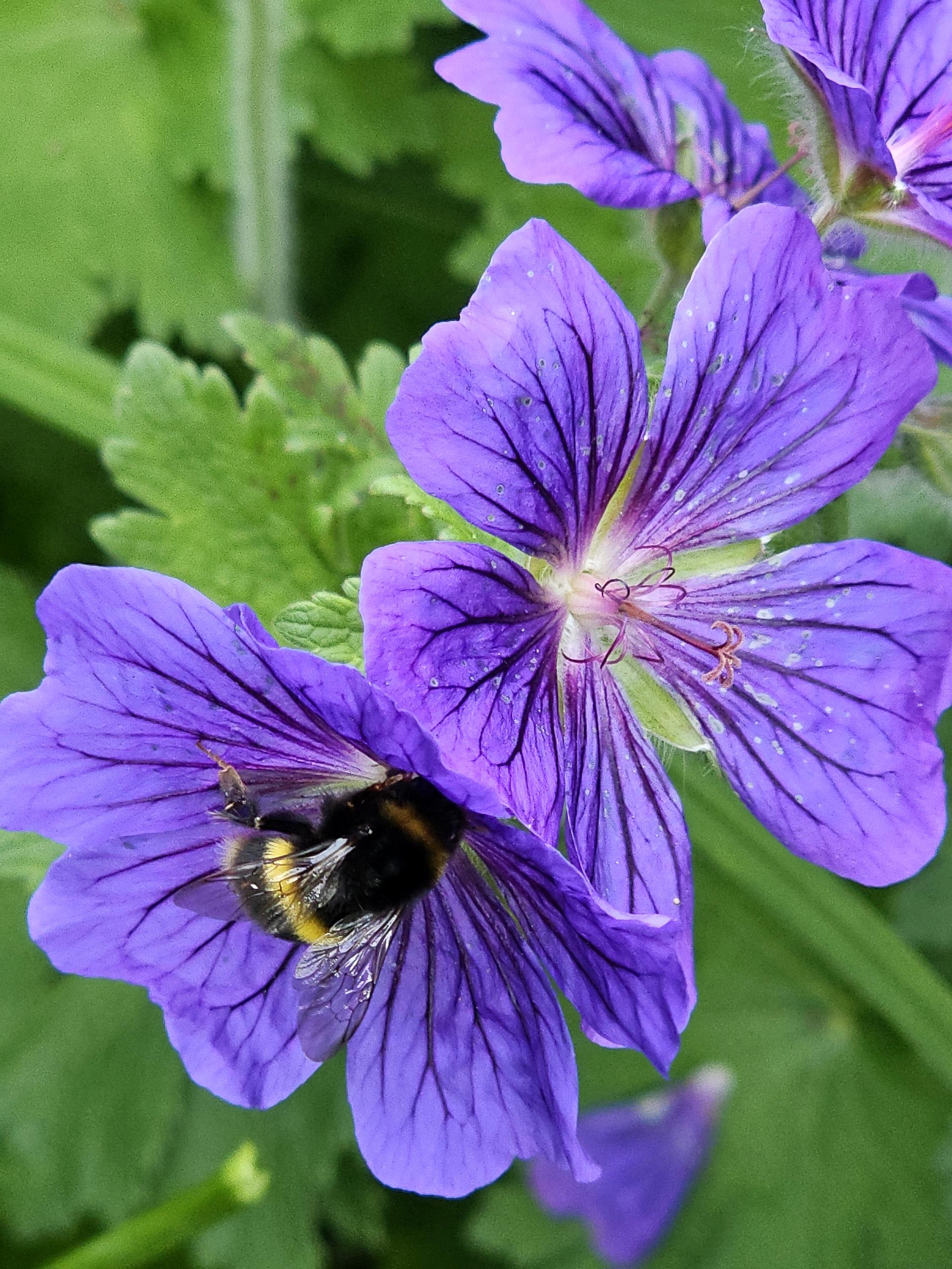 Close-up of purple geraniums, with a bee collecting pollen in one of them.