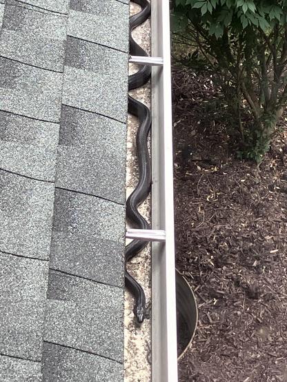 A black snake is seen slithering along the edge of a roof, inside the gutter.