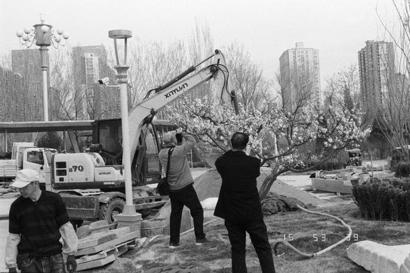 Ilford Pan 400 (FF)

English
Black-and-white photograph of a construction site in an urban park. A hydraulic excavator  is lifting near the branches of a blooming tree. Three men are present: one in a white cap and dark jacket,  another in a light-colored shirt and dark pants, and a third in a dark suit. Stacks of stone slabs and a hose are visible on the ground. Tall buildings and leafless trees form the background.
中文
黑白照片，展示了城市公园中的一个施工现场。一台液压挖掘机正在靠近一棵开花树的树枝作业。现场有三名男子：一名戴白色帽子、穿深色夹克的，另一名穿浅色衬衫和…